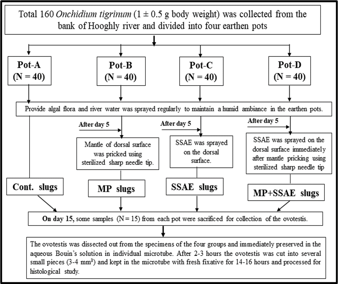 Figure 2: Experimental design of the study. The individuals in the Pot-A were made as control (Cont.) individual. The Pot-B were composed of mantle pricked (MP) individuals to study whether there was any effect of the mantle pricking on gonadal development. The Pot-C included snake shed skin aqueous extract (SSAE) treated individuals without mantle pricking. The Pot-D included SSAE treated on mantle pricked specimens to examine the effect of SSAE on the ovotestis constituents when it mixed directly into the body fluid. Histopathological Analysis According to the experimental design (Figure 2), on the day 15 the ovotestes were dissected out from some living slugs (N = 15) from each earthen pot (i.e., Pot-A, Pot-B, Pot-C and Pot-D) and immediately preserved in the aqueous Bouin’s solution in individual microtube at room temperature. After 2-3 hours the ovotestis was cut into some small pieces (3-4 mm³) and kept in the microtube with fresh fixative for 14-16 hours at room temperature. The fixed samples were washed with tap water and dehydrated with ethanol, embedded in paraffin (58-60ºC) and serially sectioned (5µm). The sections were stained with the haematoxylin and eosin and were observed under a light microscope.