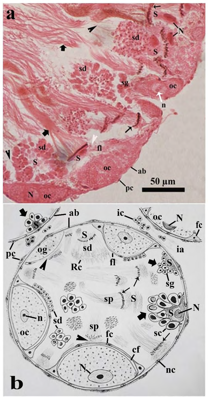 Figure 4: Photomicrographs of a part of the ovotestis of control (in Pot-A) _Onchidium tigrinum_. a, A portion of acinar cortex showing developing spermatids with other spermatogenic stages and some developing oocytes. Note the budding tails (arrow head) of the developing spermatids. Bold arrow, sperm bundle; thin arrow, nucleus of sperms in the sperm bundle; white arrow head, intermingled layer of Sertoli cell and follicular layer. b, Schematic representation of an acinus and its allied structures. Abbreviation: ab, acinar boundary; cf, follicular cleft; fl, follicular layer; ia, interacinar zone; ic, interacinar cell; n, nucleolus; N, nucleus; og, oogonium; oc, oocyte, pc, periacinar cell; Rc, residual cytoplasm of developing spermatids; S, Sertoli cell; sc, spermatocyte; sd, spermatid; sg, spermatogonium; sp, sperm.