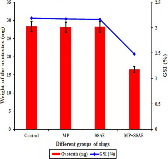 Figure 5: A graphical representation of the relative relationships of the ovotestis and gonado somatic index (GSI) between the control and other three treated groups (MP, SSAE and MP+SSAE) of _Onchidium tigrinum_. The weight of the ovotestis and the GSI index were almost same in the individuals of the Control, MP and SSAE groups while those were relatively decreased in the slugs of the MP+SSAE group.