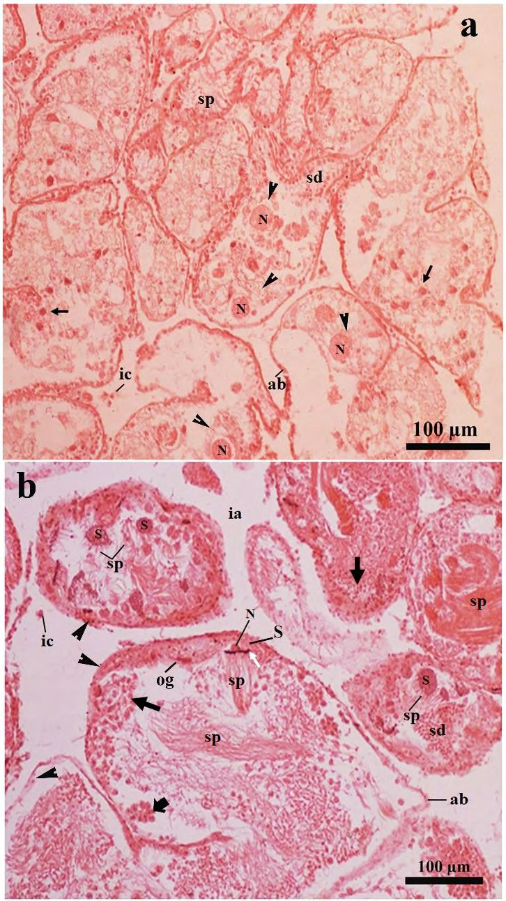 Figure 7: Photomicrographs of a part of the ovotestis of the SSAE treated-mantle pricked _Onchidium tigrinum_ (in Pot-D). The overall structural arrangement of the acinar constituents was characteristically hampered in most of the acini which including very thin granulated acinar boundary. a, The cell membrane of the developing oocytes (arrow head) were damaged and the nucleus (N) of the corresponding cells were free without cytoplasm. Arrow indicates the cytoplasm free nucleus of the developing spermatogenic cells. b, The intimate association between the Sertoli cells and the developing spermatogenic cells are characteristically hampered. Typical spiral pattern at the tail region of the sperm bundle was changed to a hazy structure. Black arrow indicates cytoplasm free nucleus of spermatogenic cells in various developmental stages. White arrow indicates the head of the sperm bundle. Note the bare nucleus of the Sertoli cell. Cell pyramid (bold arrow) was smaller in size and loosely attached to the acinar boundary, which was granulated with numerous small, circular granules (arrow heads). Most of the interacinar zone were free from the interacinar cells. Abbreviation: ab, acinar boundary; cf, follicular cleft; fl, follicular layer; ia, interacinar zone; ic, interacinar cell; N, nucleus; og, oogonium; pc, periacinar cell; S, Sertoli cell; sc, spermatocyte; sd, spermatid; sp, sperm.
