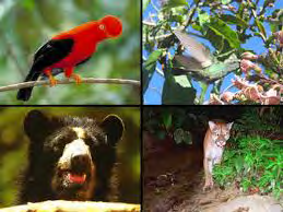 Figure 3: Species in the Choquequirao RCA; cock of the rocks, Andean cat and spectacled bear.