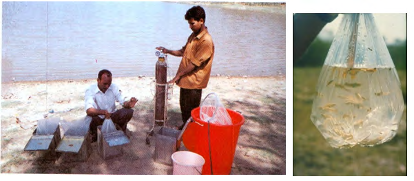 Figure 11: Collection of fish using large netting from large ponds.