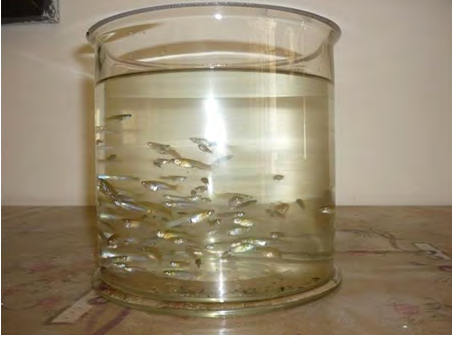 Figure 13: Packaging of fish for transportation.