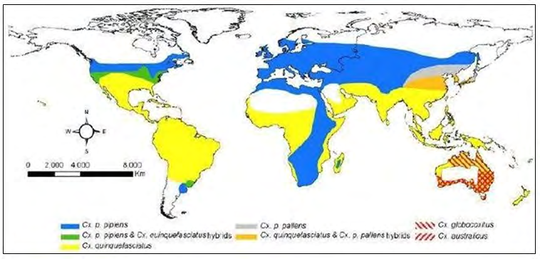 Figure 6: Western Mosquito fish _Gambusia affinis_, a) female, b) male.