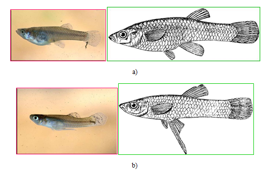 Figure 7: Aphanius dispar female (above) and male (below).