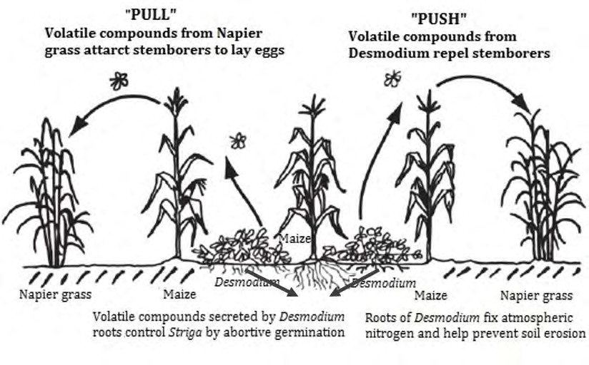 Figure 2: Schematic representation of ‘Push-pull technology’ for stemborer pest control (Adapted, with permission, from ICIPE) [13].