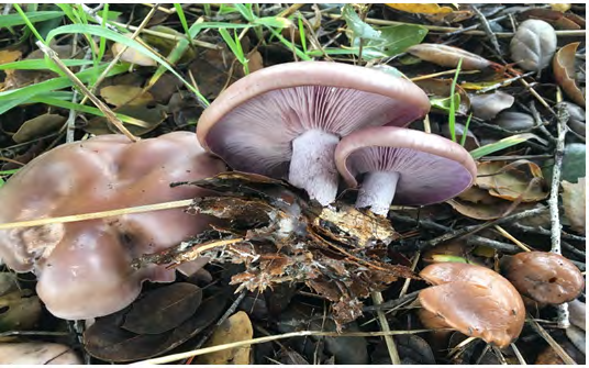 Figure 1: Clitocybe nuda, (Photo was taken by: Damon Tighe. Locality: United States, California, Knowland Park, Oakland (Cited in: https://mycoportal.org).
