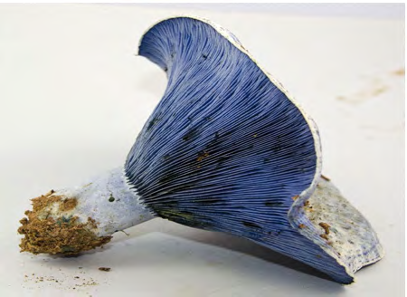 Figure 4: Lactarius indigo, (Photo was taken by Patricia R. Miller. Locality: USA, Mississippi, Lafayette, Oxford, Washington Ave. (Cited in: https://mycoportal.org).