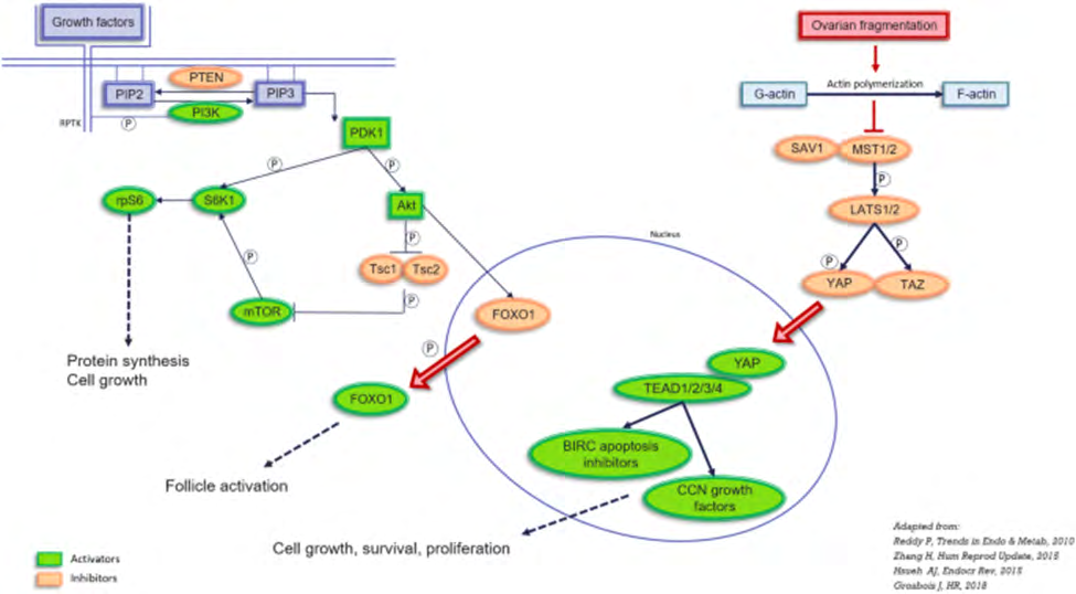 Figure 2: Courtesy ref no-9-Representation of the PI3K and Hippo pathways involved in follicle activation.PIP2: phosphatidylinositol 4, 5-bisphosphate; PIP3: phosphatidylinositol (3,4,5)-trisphosphate; PTEN: phosphatase and tensin homolog deleted on chromosome 10; PI3K: phosphoinositol-3-kinase; PDK1: pyruvate dehydrogenase lipoamide kinase isozyme 1; Akt: protein kinase B; FOXO: forkhead box O; TSC1 and TSC2: tuberous sclerosis proteins 1 and 2; mTOR: mechanistic target of rapamycin; S6K1: ribosomal protein S6 kinase beta-1; RPS6: ribosomal protein S6. MST1/2: mammalian Ste20- like 1/2; SAV1: protein salvador homolog 1; LATS1/2: large tumor suppressor kinase 1/2; YAP: yes-associated protein, TAZ: transcriptional coactivator with PDZ-binding motif; TEAD 1/2/3/4: TEA domain family members 1/2/3/4; BIRC: baculoviral inhibitors of apoptosis repeat containing.