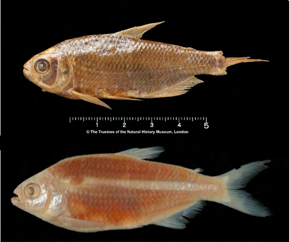 Figure 2: Predorsal scales pattern in the subgenera (A) (regular) _Astyanax_ Baird & Girard, 1854, MNRJ 11009, _Astyanax viridis_ sp. n. Salgado, 2021, 82.5 mm SL, Fundo river, Marica, Rio de Janeiro, Brazil and (B) (irregular) _Poecilurichthys_ Gill, 1858, MNRJ 17456, _Astyanax_ aff. _bimaculatus_ (Linnaeus, 1758), 45.7 mm SL, Tanque stream (tributary of the right bank of the Paraíba do Sul river), locality of Passa Três, Carmo, Rio de Janeiro, Brazil, (Bars scale = 5.0 mm).