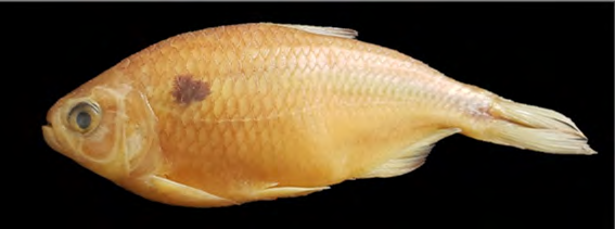 Figure 3: LEP-UFRRJ 0799, _Astyanax viridis_ sp. n. Salgado, 2021, 100.4 mm SL, Holotype, Santo Antonio stream, Duque de Caxias, Rio de Janeiro, Brazil.