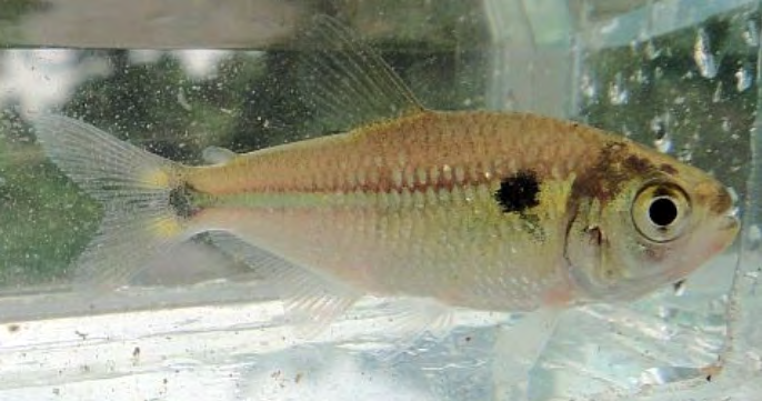 Figure 6: _Astyanax viridis_ sp. n. Salgado, 2021: freshly captured specimen from the Ubatiba River, Guaratiba, Maricá, Rio de Janeiro, Brazil.