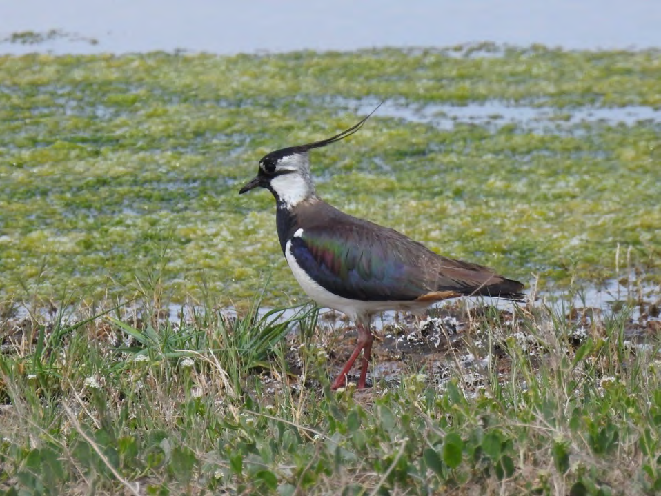 Figure 1: Adult Northern Lapwing at its breeding site in Ararat Plain