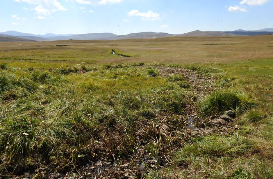 Figure 6: Population trend of Northern Lapwing in Armenia during 2003–2019. The collated index is the relative deviation of the population size from the starting value in 2003 which was set to 100.