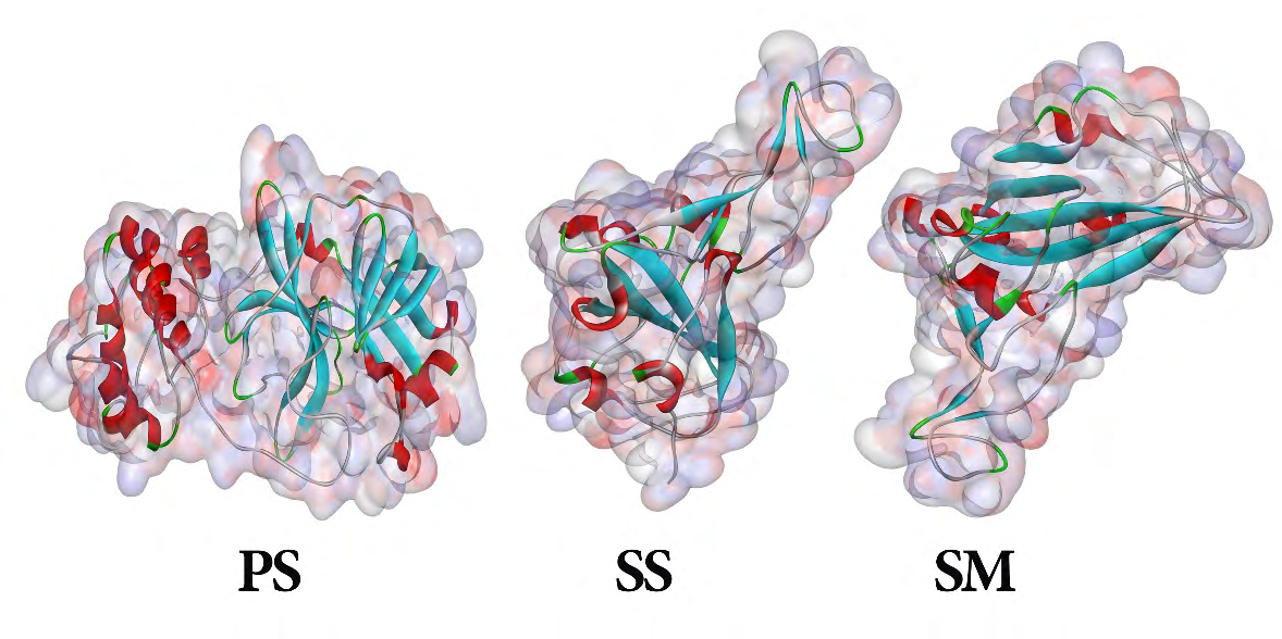 Figure 1: (PS) Covid19 peptidase with PDB ID: 2GTB Protein, (SS) Spike protein with PDB ID: 6M0J and (SM) mutant version of spike protein with PDB ID: 7NX7.