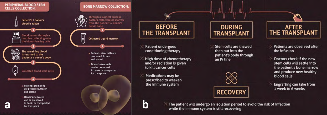 Figure 2: The stem cells process (a) collection (b) transplantation and recovery phases.