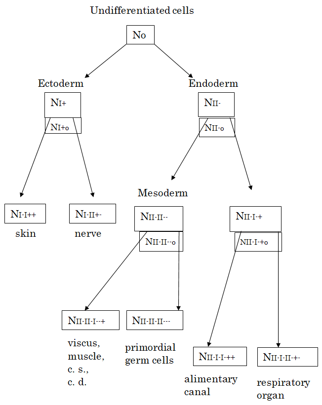 Figure 1: Along this line, the cell differentiation and the formation of stem cells will be theoretically formulated in this and succeeding sections, respectively.
