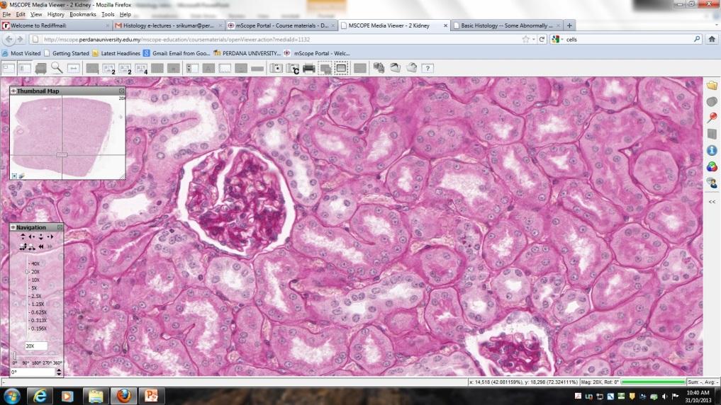 Figure 1: A snapshot during a virtual microscopy session in the renal system showing an in- depth access to an H&E stained tissue section of glomerulus and tubules. The students have the access to zoom in to higher resolutions.