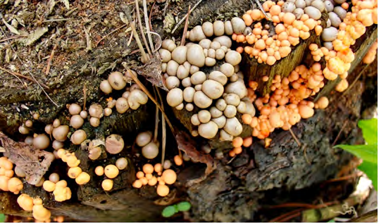 Figure 1: _Lycogala epidendrum_ on an unidentified stump.