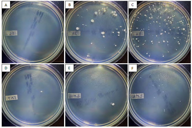 Figure 3: The top row shows representative images of TSA plates with bacteria colonies produced by cutting with (A) CO2 laser (B) Erbium Laser and (C) the high-speed drill. The bottom row shows representative images of TSA plates with bacteria colonies produced by non-cutting application of mist from the (D) CO2 laser handpiece, (E) Erbium laser handpiece, and (F) drill with no contact.