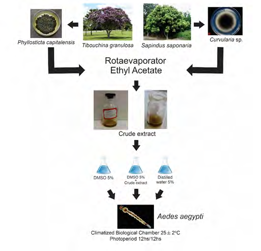 Figure 1: Detailed workflow in the use of crude extract of endophytic fungi Phyllosticta capitalensis and Curvularia sp. against Aedes aegypti larvae.