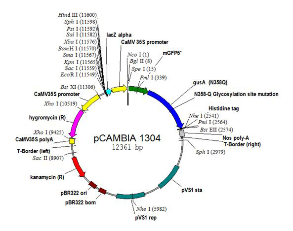 Figure 1: Restriction site in pCAMBIA1304 vector.