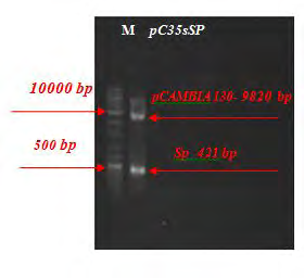 Figure 3: Confirmation of ligation process by single enzymatic digestion of plasmid pC35SP extracted from E.coli transgenic by Nco1/NheI (M: kb1 DNA ladder,: plasmid extracted from E.coli).
