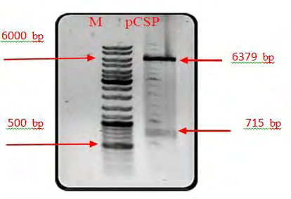 Figure 4: Confirmation of ligation process by single enzymatic double digestion of plasmid PcSP extracted from E.coli transgenic by EcoR1/NheI (M: kb1 DNA ladder,: plasmid extracted from E.coli)