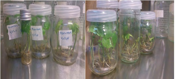 Figure 7: Transgenic apical meristems based on the vacuum method (A: samples before transforming in infiltration solution, B: samples being transformed in desiccator, C and D: transgenic and co-cultured samples in vitro after 2 weeks).