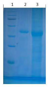 Figure 9: SDS-PAGE on total cotton leaf protein (1: Protein leader. 2: Total soluble WT protein. 3: Total soluble protein of transgenic plant T1).