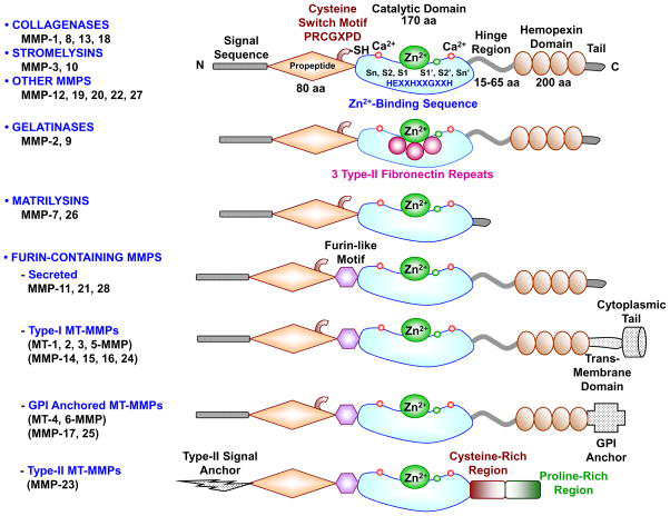 Figure 1: Courtesy reference no-1-Major MMPs subtypes and their structure. A typical MMP consists of a propeptide, a catalytic metalloproteinase domain, a linker peptide (hinge region), and a hemopexin domain. The propeptide has a cysteine switch PRCGXPD whose cysteine sulfhydryl (–SH) group chelates the active site Zn2+, keeping the MMP in the latent pro MMP zymogen form. The catalytic domain contains the Zn2+ binding motif HEXXHXXGXXH, two Zn2+ ions (one catalytic and one structural), specific S1, S2,…Sn and S1′, S2′,…Sn′ pockets, which confer specificity, and two or three Ca2+ ions for stabilization. Some MMPs show exceptions in their structures. Gelatinases have 3 type-II fibronectin repeats in the catalytic domain. Matrilysins have neither a hinge region nor a hemopexin domain. Furin-containing MMPs such as MMP-11, 21 and 28 have a furin-like pro- protein convertase recognition sequence in the propeptide C-terminus. MMP-28 has a slightly different cysteine switch motif PRCGVTD. Membrane-type MMPs (MT-MMPs) typically have a transmembrane domain and a cytosolic domain. MMP-17 and -25 have a glycosylphosphatidylinositol (GPI) anchor. MMP-23 lacks the consensus PRCGXPD motif, has a cysteine residue located in a different sequence ALCLLPA, may remain in the latent inactive proform through its type-II signal anchor, and has a cysteine-rich region and an immunoglobulin-like proline-rich region.