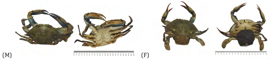 Figure 3: Callinectes sapidus (male (M) - ovigerous female (F)) in ventral and dorsal views.