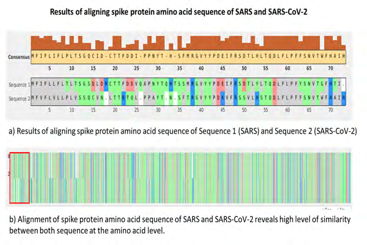 Figure 1: Alignment results of amino acid sequence of spike protein of SARS and SARS-CoV-2.