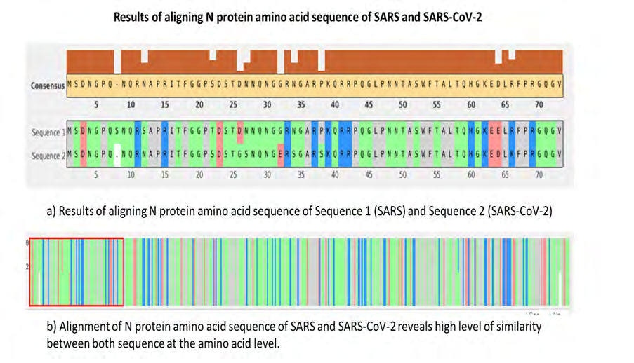Figure 2: Alignment results of amino acid sequence of N protein of SARS and SARS-CoV-2.