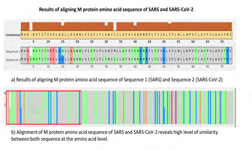 Figure 3: Alignment results of amino acid sequence of M protein of SARS and SARS-CoV-2.
