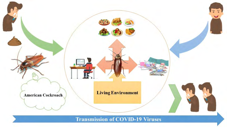 Figure 1: Proposed mechanism of coronavirus transmission through American cockroaches.