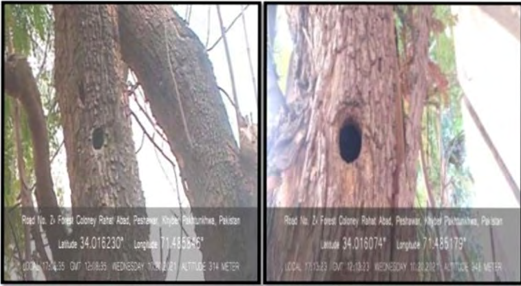 Figure 1: Nest.