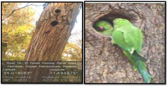Figure 2: Parrot nest
