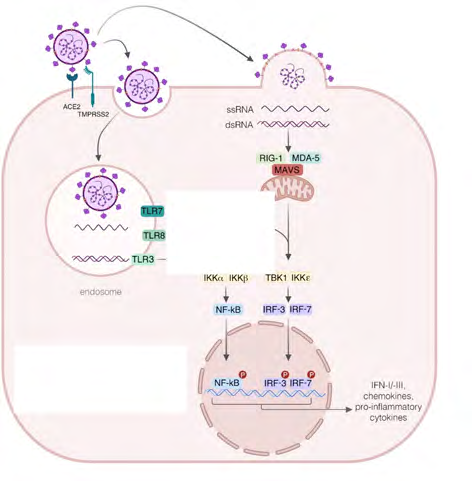 Figure 1: Innate Immune Response to SARS-CoV-2 Infection: From Cells to Soluble Mediators.