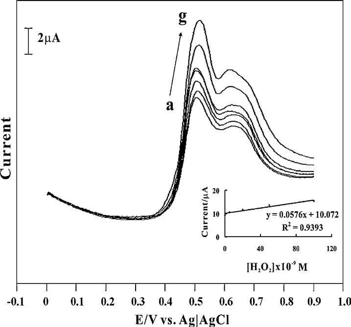 Figure 1: It shows the DPVs of nano TiO2–Au–KI film (pH 7 PBS) for the different concentrations of H2O2. Here the DPVs were recorded by sweeping the potentials in the range of 0–0.9V at a pulse amplitude of 50 mV, and a scan rate at 50mVs−1. Here the DPVs were recorded in the concentration range of 1×10−9 to 1×10−7M H2O2, respectively. Curve a–g in Figure 1 shows the well-defined and stable anodic peak current curves for H2O2 oxidation. These anodic DPV curves confirm the H2O2 oxidation process on the TiO2–Au–KI film modified GCE. Further the oxidation peak currents of H2O2 increase linearly with the increasing concentration of H2O2, respectively.