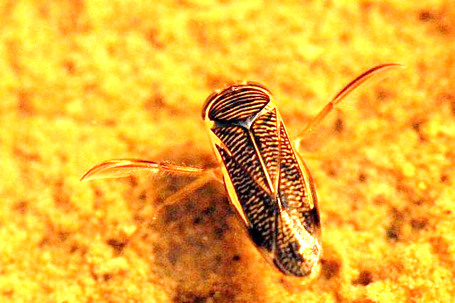 Figure 10: Corixidae (Water boatmen) Family of Order Hemiptera.