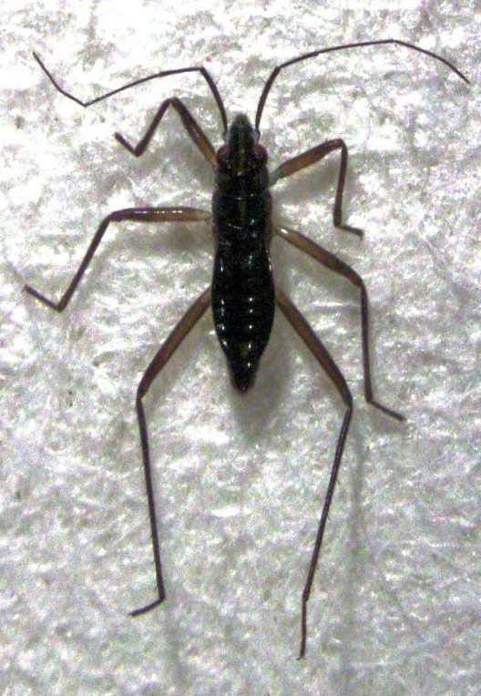 Figure 12: Mesoveliidae Family of Order Hemiptera.