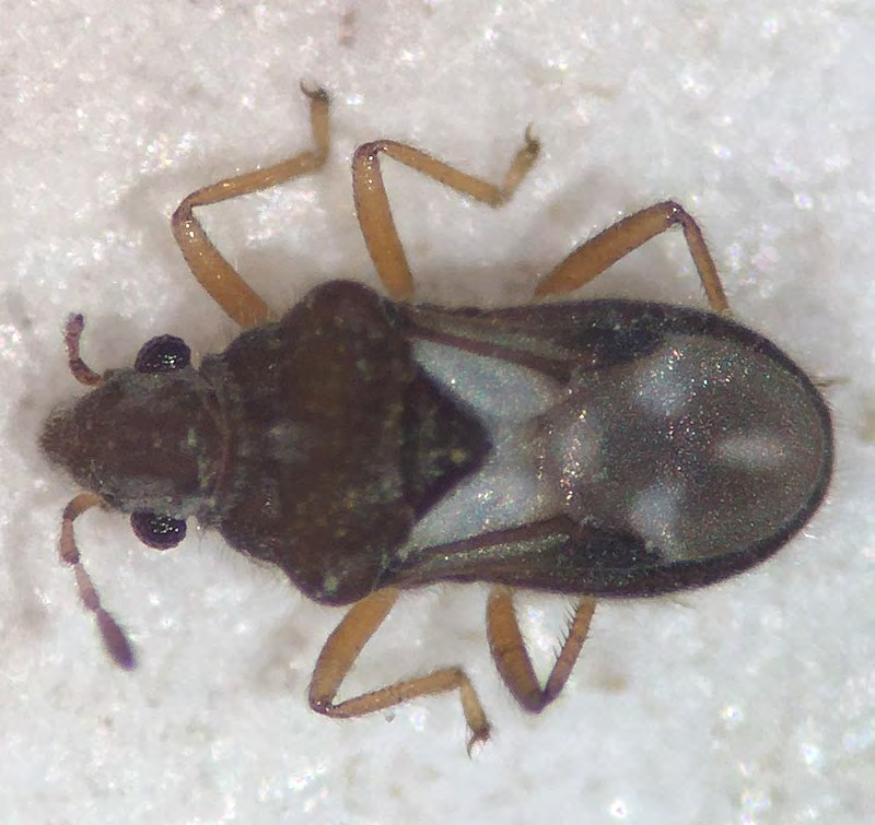 Figure 13: Heridae (Velvet water bugs) Family of Order Hemiptera.
