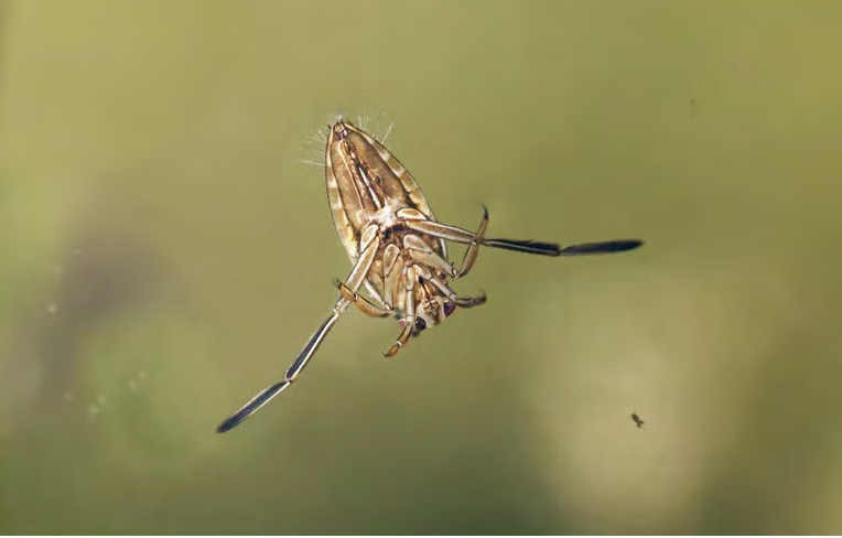 Figure 2: Notonectidae Family of Order Hemiptera.