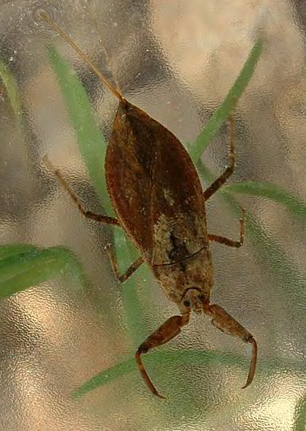 Figure 3: Nepidae Family of Hemiptera order.