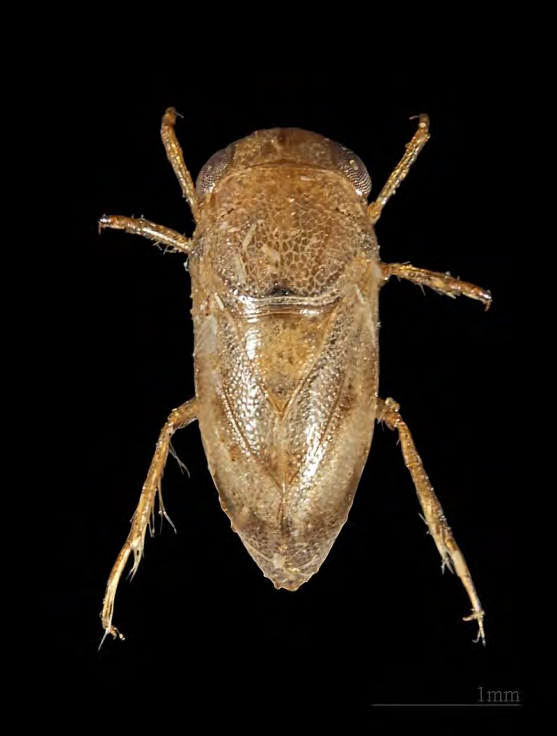 Figure 4: Peleidae Family of Order Hemiptera.