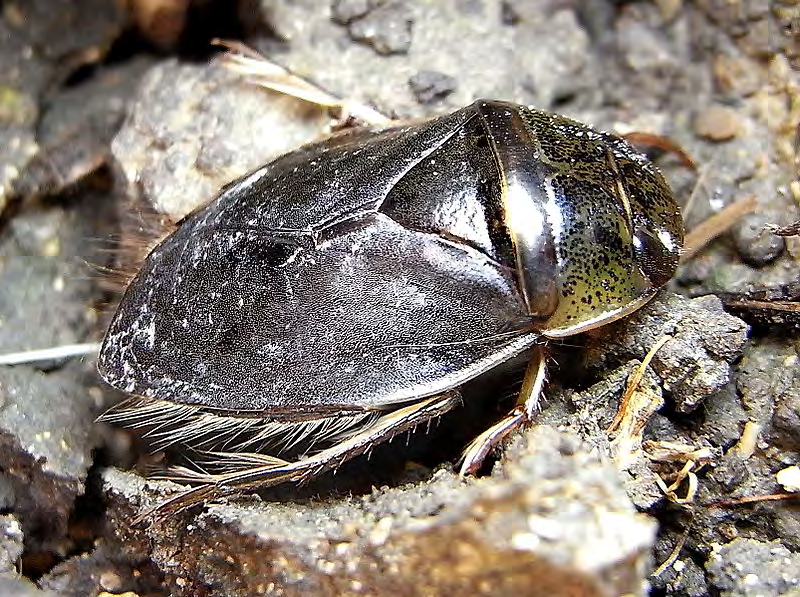 Figure 5: Naucoridae Family of Order Hemiptera.