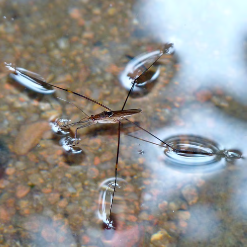 Figure 6: Gerridae (water strider) Family of Order Hemiptera.