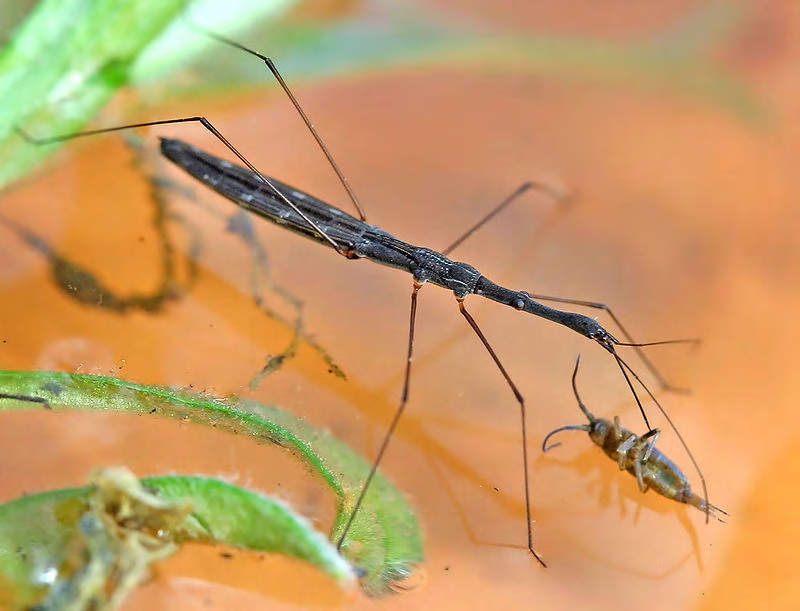 Figure 8: Hydrometridae Family of Order Hemiptera.