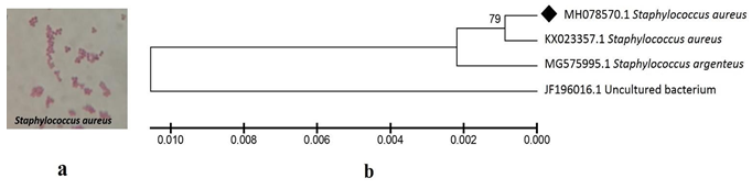 Figure 1: a. Gram staining of the bacterial isolates at 100X magnification. b. Phylogenetic tree depicting homology of isolated species in the study. Species in current study are marked ◆
